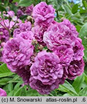 Rosa hort. Rose-Marie Viaud
