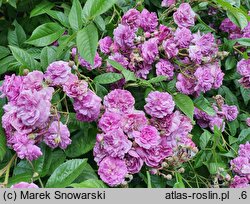 Rosa hort. Rose-Marie Viaud