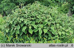 Hydrangea aspera ssp. sargentiana
