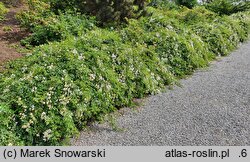 Rosa hort. Hanwidec