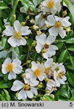 Rosa hort. Hanwidec