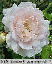 Rosa hort. Sea Foam
