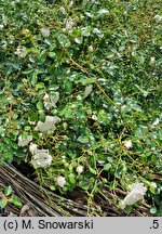 Rosa hort. Sea Foam
