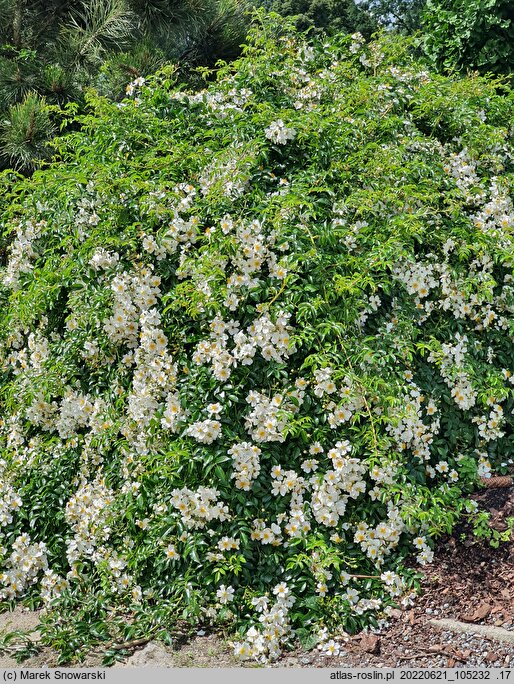 Rosa hort. Sea Foam