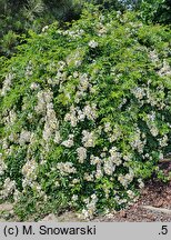 Rosa hort. Sea Foam