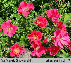 Rosa hort. Stadt Rom