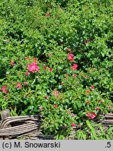 Rosa hort. Stadt Rom
