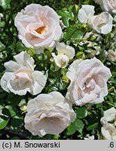 Rosa hort. Aspirin Rose
