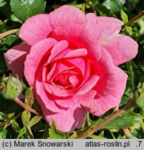 Rosa hort. Mirato