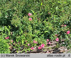 Rosa hort. Mirato