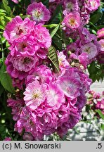 Rosa hort. Perennial Blue