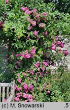 Rosa hort. Perennial Blue