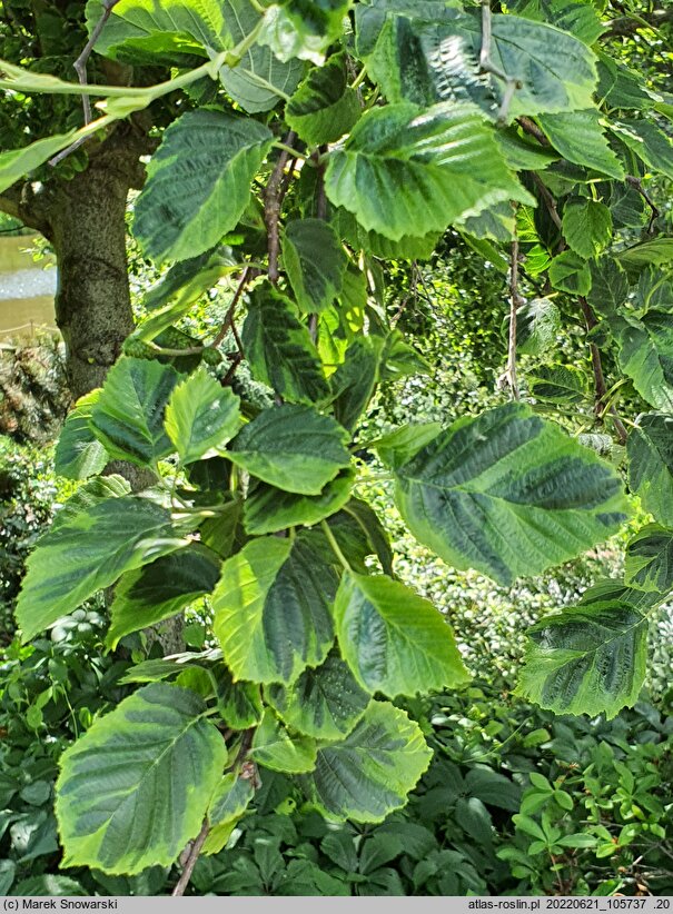 Alnus incana Foliis Aureomarginatis
