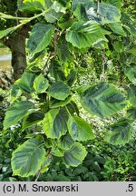 Alnus incana Foliis Aureomarginatis
