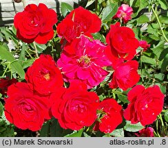 Rosa hort. Ruby Ruby