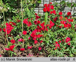Rosa hort. Ruby Ruby