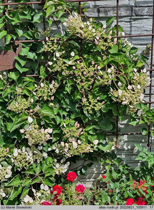 Schizophragma hydrangeoides Roseum