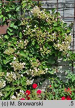 Schizophragma hydrangeoides Roseum