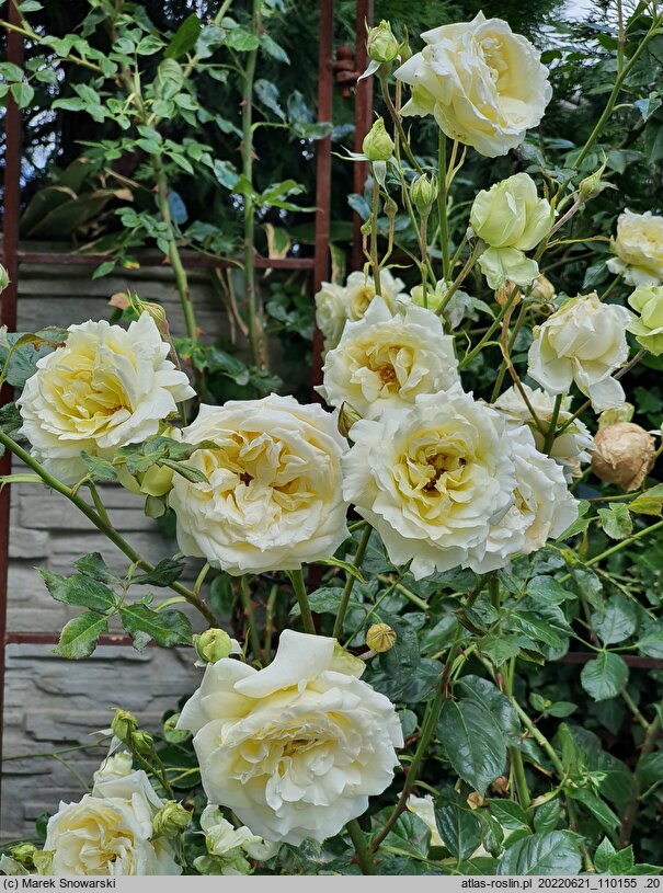 Rosa hort. Elfe