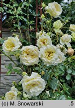 Rosa hort. Elfe