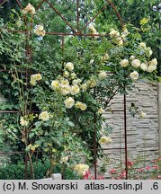 Rosa hort. Elfe