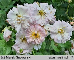 Rosa hort. Parfum d'Evita
