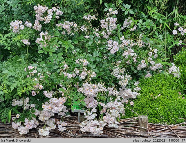 Rosa hort. Parfum d'Evita