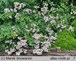 Rosa hort. Parfum d'Evita
