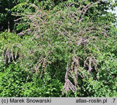 Buddleja alternifolia (buddleja skrętolistna)