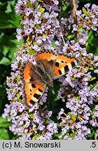Buddleja alternifolia (buddleja skrętolistna)
