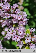 Buddleja alternifolia (buddleja skrętolistna)