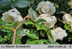 Rosa hort. Albéric Barbier