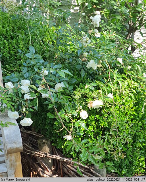 Rosa hort. Albéric Barbier