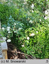 Rosa hort. Albéric Barbier