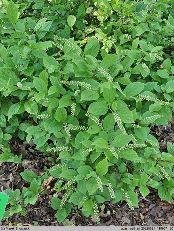Itea virginica Sprich