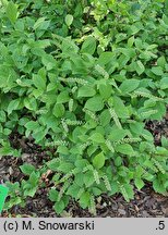 Itea virginica Sprich