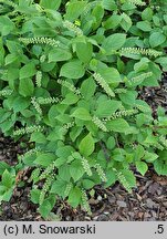 Itea virginica Sprich