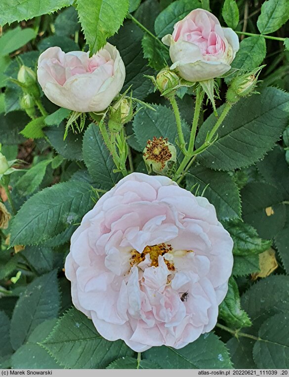 Rosa hort. Maiden's Blush