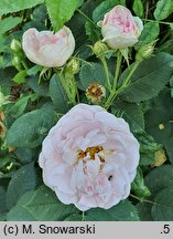 Rosa hort. Maiden's Blush