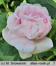 Rosa hort. Maiden's Blush