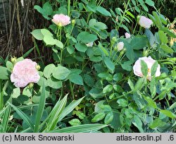 Rosa hort. Maiden's Blush