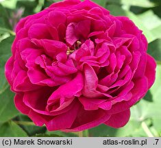 Rosa hort. Rose de Resht