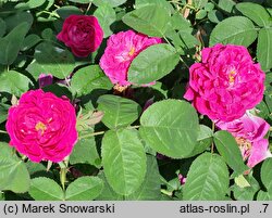 Rosa hort. Rose de Resht