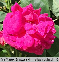 Rosa hort. Rose de Resht