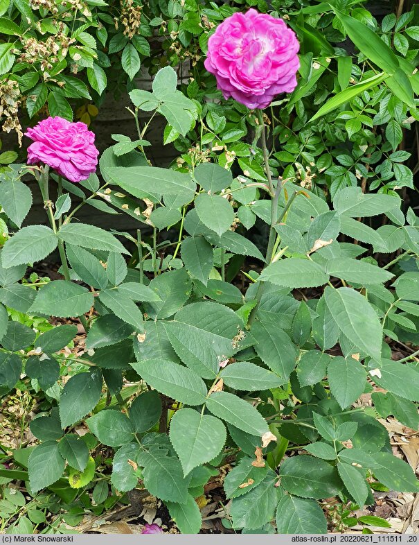 Rosa hort. Reine des Violettes