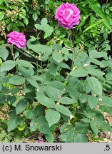 Rosa hort. Reine des Violettes