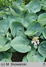 Hosta Love Pat