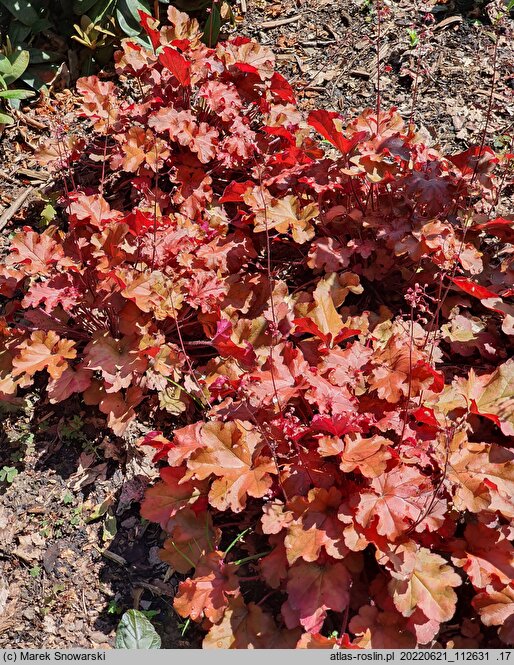 Heuchera Boysenberry