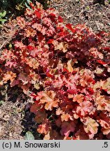 Heuchera Boysenberry
