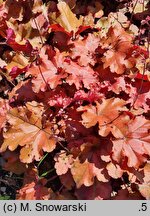 Heuchera Boysenberry